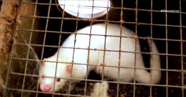 Στη Θεσσαλονίκη νοσηλεύεται η γυναίκα που της επιτέθηκε το μίνκ