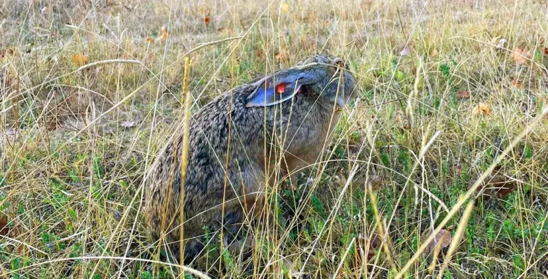 Κυνηγετικός Σύλλογος Καστοριάς: Ανακοίνωση για τους λαγούς με σκουλαρίκι