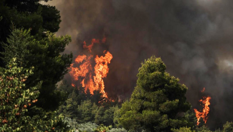 thira-kai-dasikes-pyrkagies-nai-stin-epistimoniki-diacheirisi-ochi-stis-orizonties-apagoreyseis Θήρα και Δασικές Πυρκαγιές