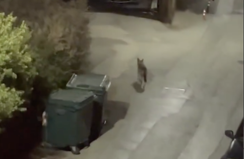 Αυτός είναι ο λύκος που επιτέθηκε στο πεντάχρονο παιδάκι στον Νέο Μαρμαρά...VIDEO