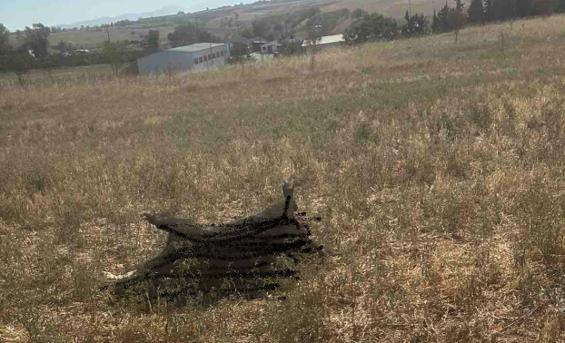 Βρέθηκε νεκρός αγριόχοιρος στη Νεοχωρούδα. Ύποπτο κρούσμα πανώλης