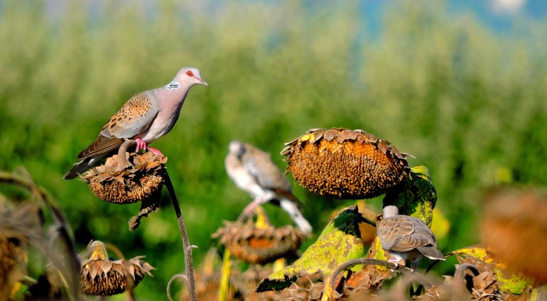 Κ. Σκορδάς: Η μεγάλη προσπάθεια για τη θήρα του τρυγονιού... VIDEO