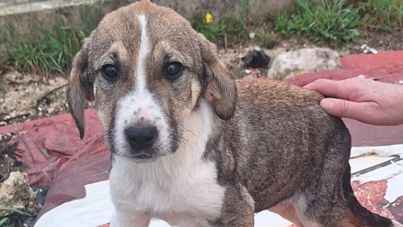 Φιλιππιάδα: Καταδίκη αντιδημάρχου και προέδρου φιλοζωικού σωματείου για κακοποίηση σκυλιών