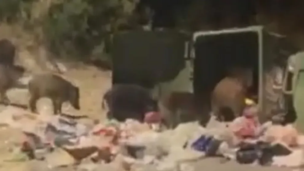 Θεσσαλονίκη: Αγέλη αγριογούρουνων κάνει…επιδρομή σε κάδους στο Πανόραμα...VIDEO