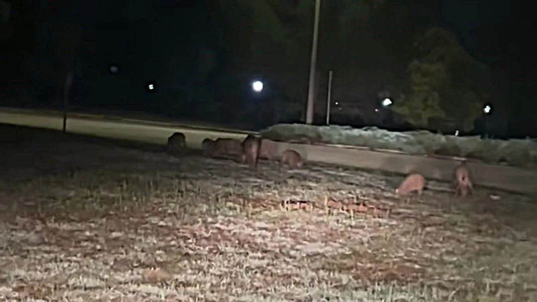 Απρόσμενοι επισκέπτες: Αγέλη γουρουνιών έκανε… πάρτι στο Πανεπιστήμιο Ιωαννίνων