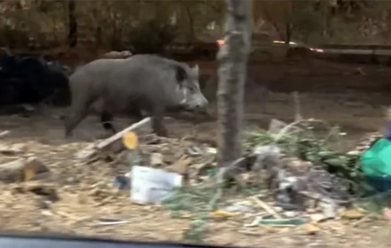 Μεγάλο αγριογούρουνο έκανε βόλτες στους δρόμους του Χαϊδαρίου – Πετάχτηκε μπροστά σε αυτοκίνητο