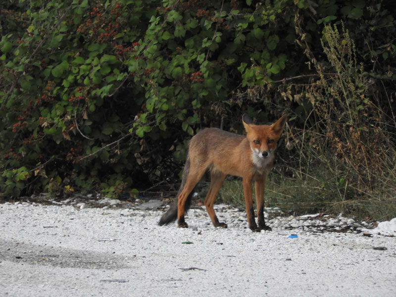 Επιτήρηση της λύσσας : 50€ για κάθε αλεπού που θα προσκομίσει κυνηγός ή θηροφύλακας