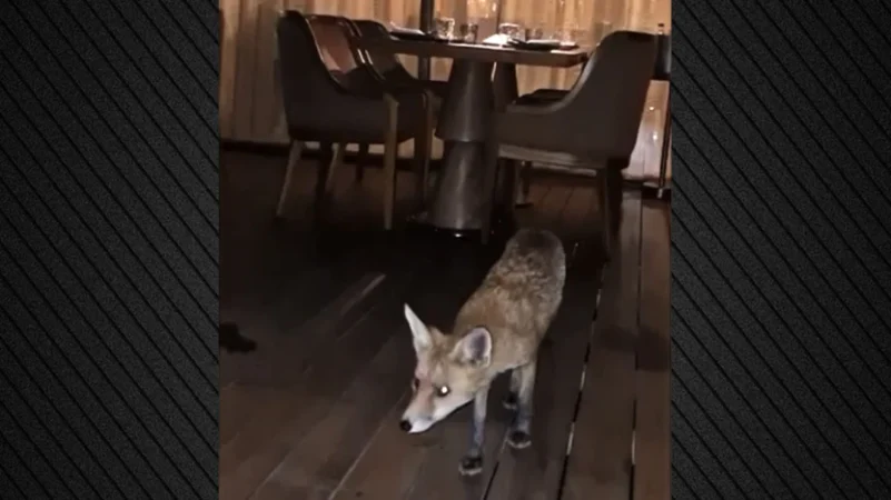 Γλυφάδα: Αλεπού σε εστιατόριο ξενοδοχείου, κυκλοφορούσε ανάμεσα στα τραπέζια ... VIDEO