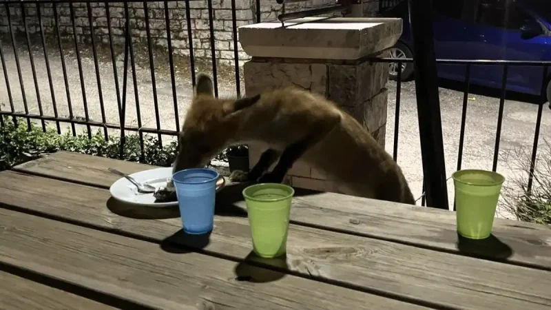 Μια αλεπού “καλεσμένη” σε τραπέζι στους Λιγκιάδες