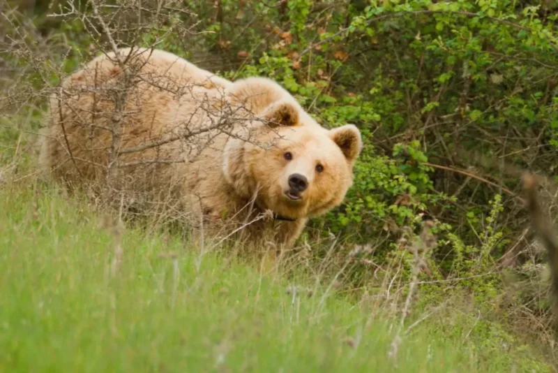Αρκούδες, λύκοι, αγριογούρουνα και ερημωμένα χωριά στην Ήπειρο