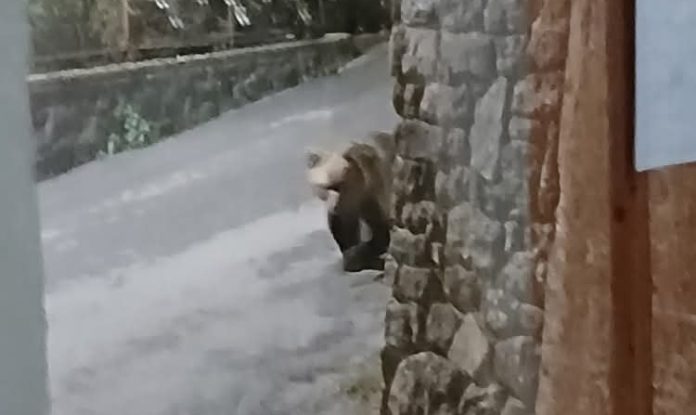 Ξάνθη: “Συναγερμός” στο Κάτω Καρυόφυτο – Μία αρκούδα εμφανίστηκε μέσα στο χωριό