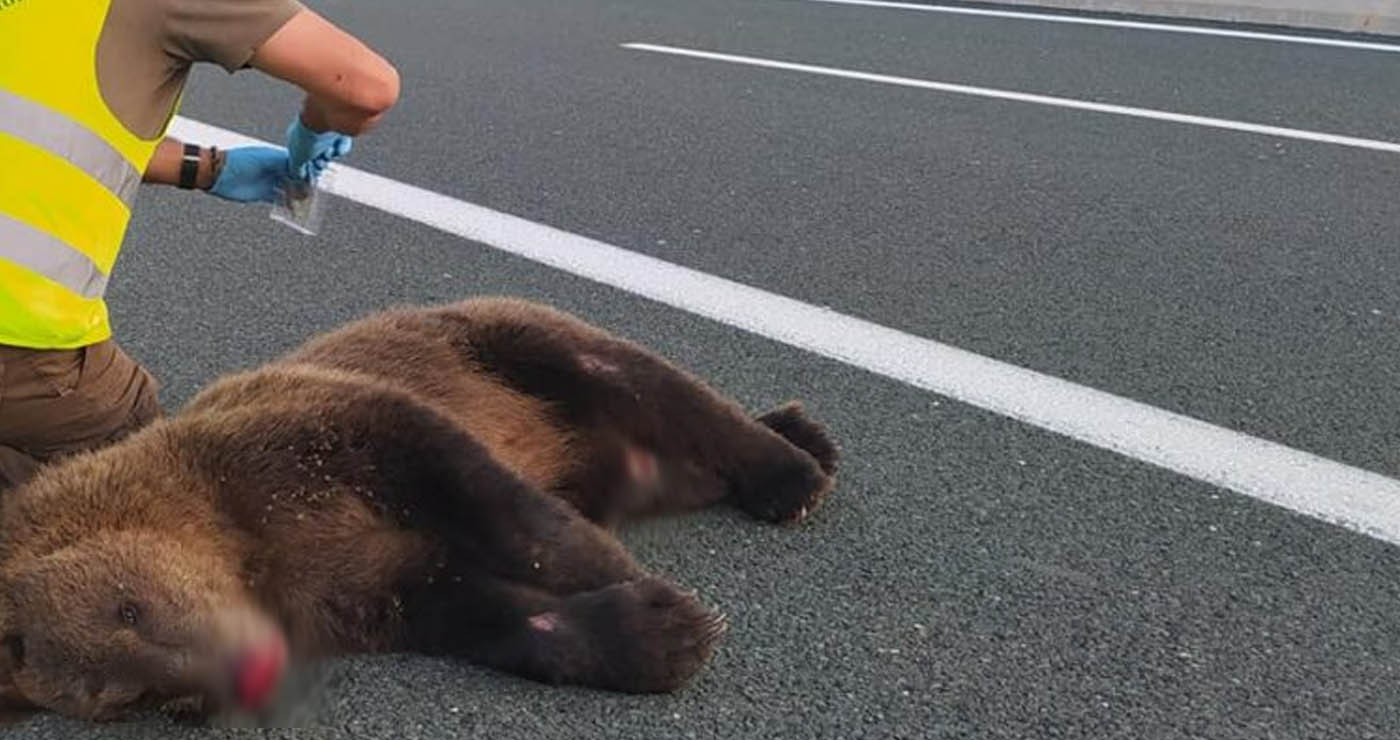 Τροχαίο ατύχημα στο δρόμο Πτολεμαΐδας-Κοζάνης με θύμα μια αρκουδα