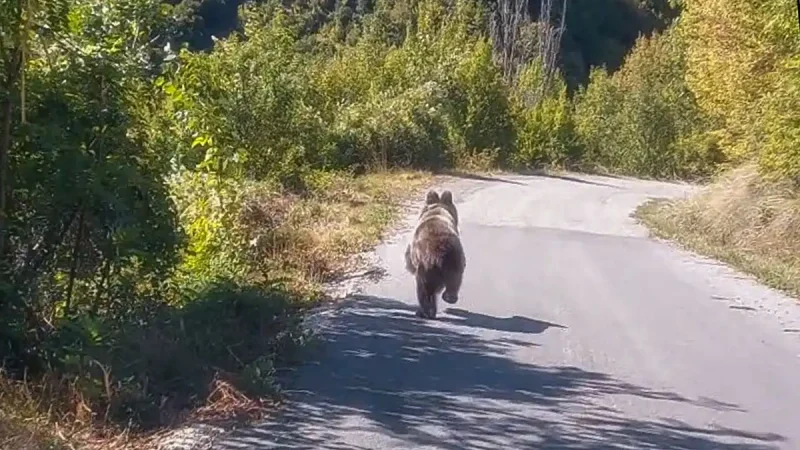 Πέτρα Ζαγορίου: Αρκούδες «στους πρόποδες» του οικισμού – Στα πρώτα σπίτια εδώ και μία εβδομάδα...VIDEO