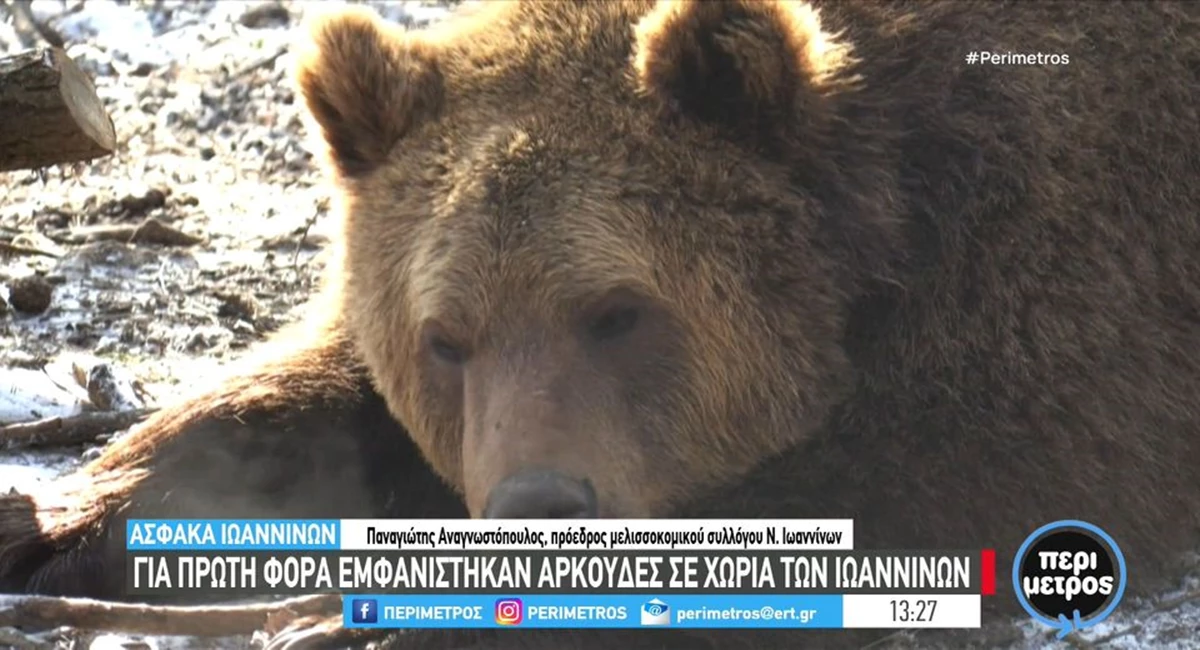 arkoydes-episkefthikan-ta-proastia-ton-ioanninon Αρκούδες «επισκέφθηκαν» τα προάστια των Ιωαννίνων