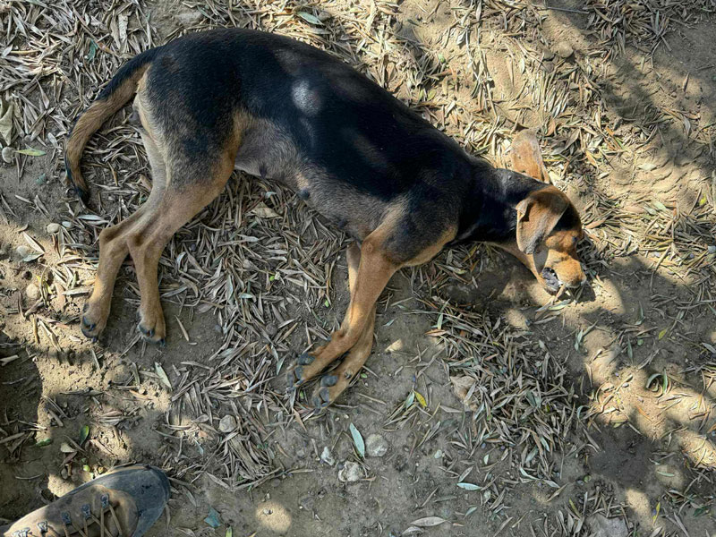 Δηλητηριασμένα δολώματα στην περιοχή Τραγανού – Αγ. Δημητρίου (Μαρινάκι) στην Αμαλιάδα