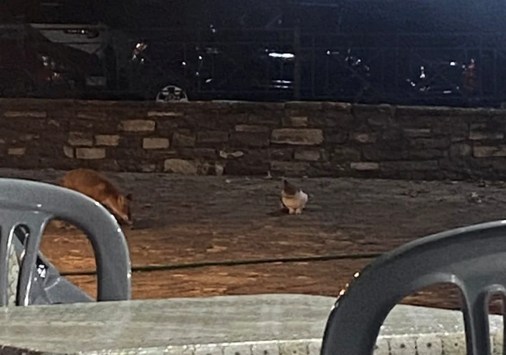 Παλαιοσέλλι Κόνιτσας: Γάτα… κυνηγά αλεπού στην πλατεία του χωριού!...VIDEO