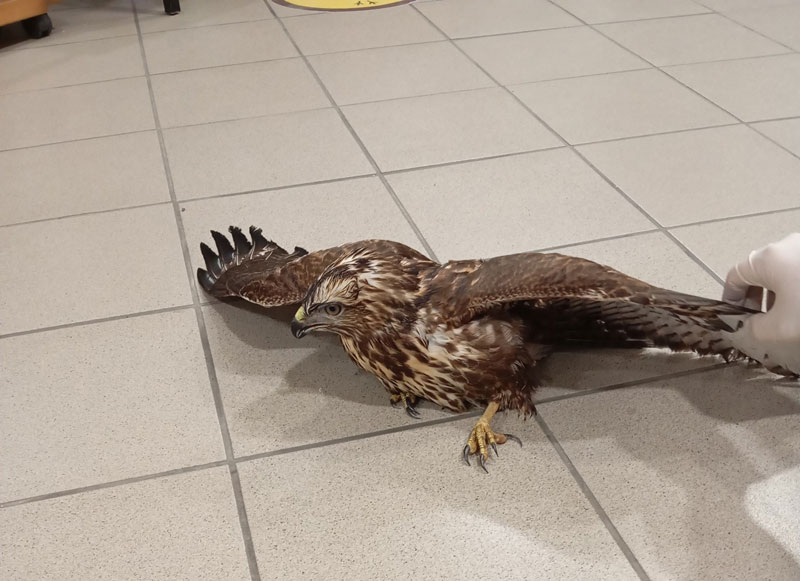 Κ.Σ. Τρίπολης : Άμεση επέμβαση για τραυματισμένο γεράκι