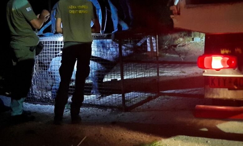 Στον Κιθαιρώνα 7 ακόμη αγριογούρουνα από το Δαφνί..VIDEO