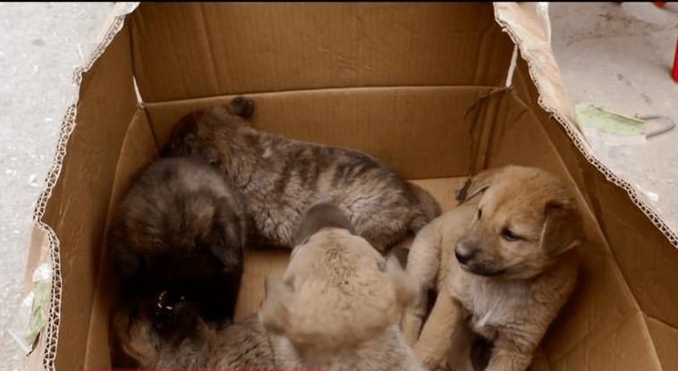 Το ΣτΕ επικύρωσε φυλάκιση 5 μηνών και πρόστιμο €270.000 σε συνταξιούχο που σκότωσε 8 κουτάβια