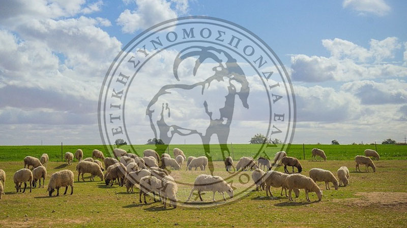 ΚΣΕ : Οι κυνηγοί στηρίζουν τον αγροτικό κόσμο. Προστασία από την ευλογιά των αιγοπροβάτων