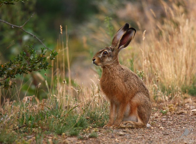 Λαγο...κουβέντες : Βελτιώνεται η ικανότητα ξεφωλιάσματος;...VIDEO