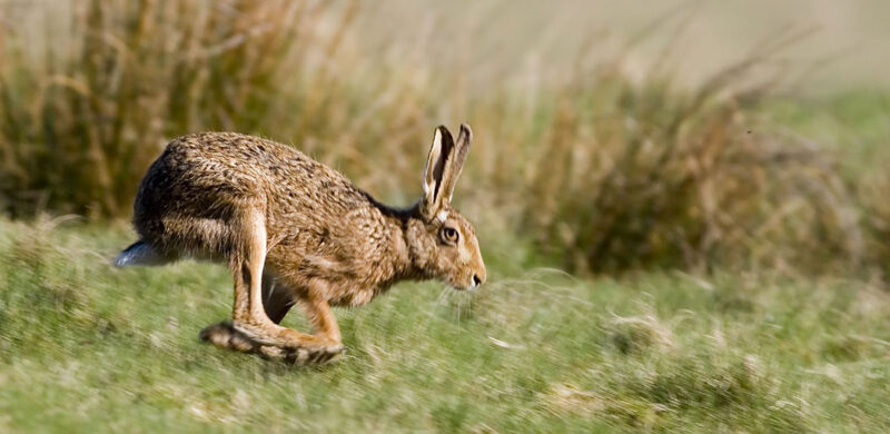 ΚΥΠΡΟΣ : Συλλήψεις για νυχτερινή λαθροθηρία λαγού