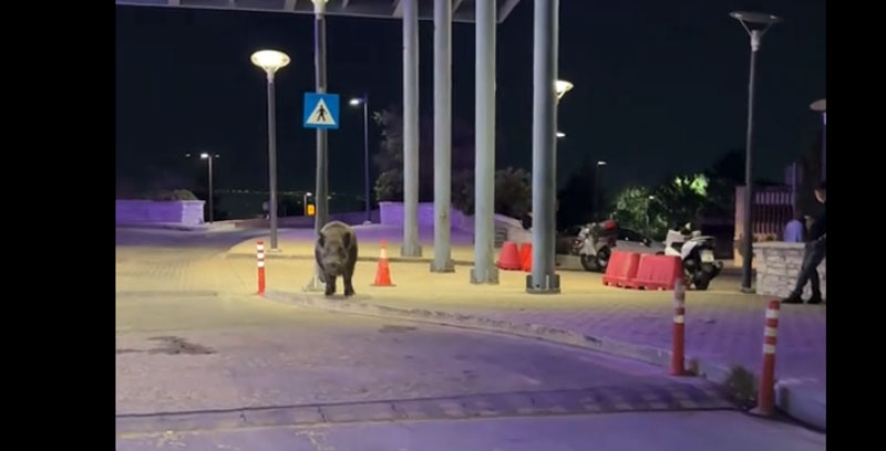 lakis Ο Λάκης επανέρχεται δυνατός, ανανεωμένος και λίγο πιο ... ψαρωτικός...VIDEO