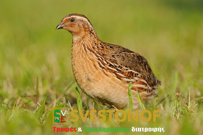 Ανταπόκριση περασμάτων : Νέο πέρασμα από ορτύκια...19/9/2025