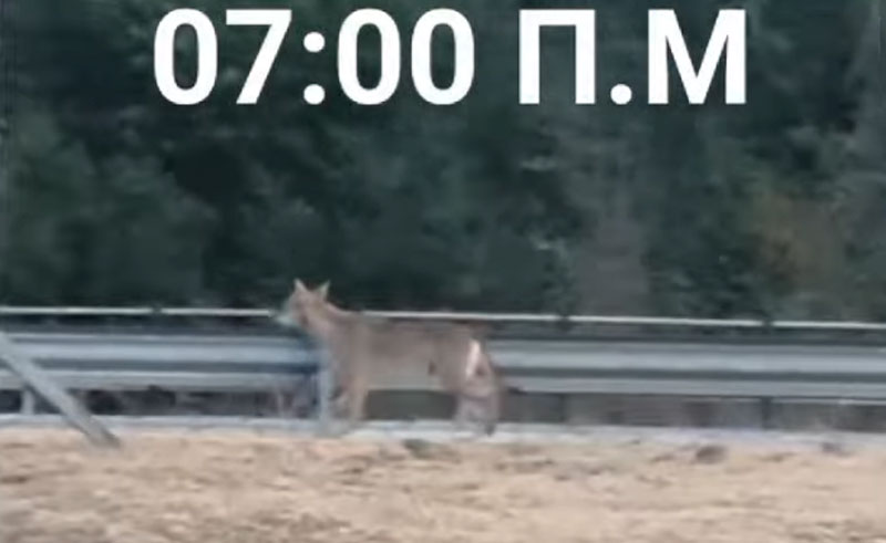 Λύκος έξω από super market μέσα στην πόλη της Δράμας....VIDEO