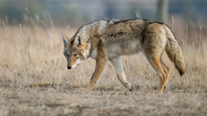 Χαλκιδική: Και δεύτερο περιστατικό με επίθεση λύκου σε παιδί - Ανησυχία στην περιοχή