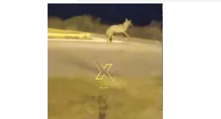 Χαλκιδική : Λύκος εμφανίστηκε στη Συκιά Σιθωνίας...VIDEO