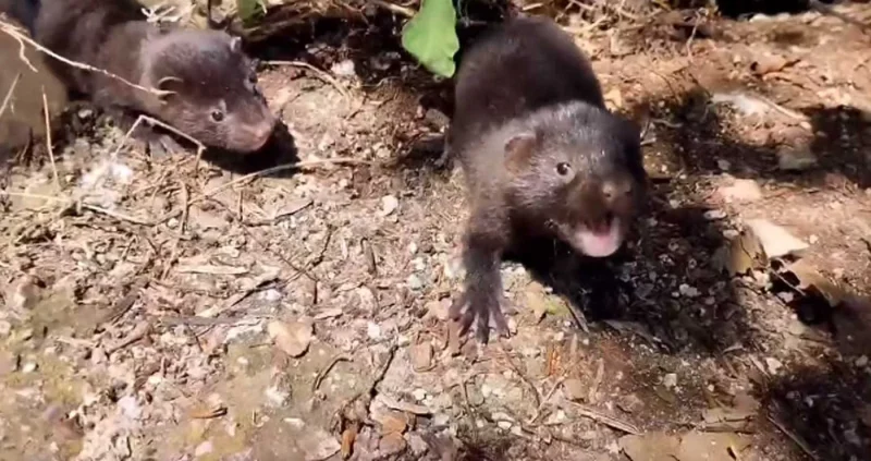 mink-epitethike-se-katakoiti-ilikiomeni-sto-maniaki Επίθεση μινκ σε ηλικιωμένη στο Μανιάκι