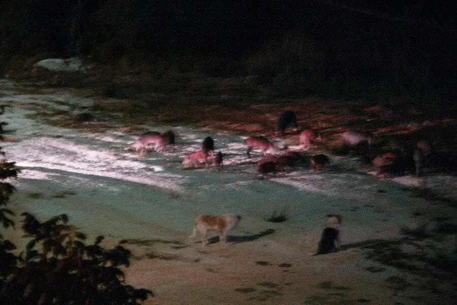 Αγριογούρουνα έφτασαν μέχρι το Πανεπιστημιακό Νοσοκομείο