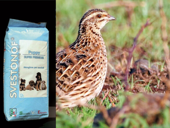 Ανταπόκριση περασμάτων : Το πρώτο καλό πέρασμα ορτυκιών....18/9/2025