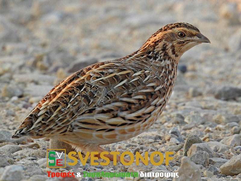 Ανταπόκριση περασμάτων : Πέρασμα ορτυκιών το Σάββατο...29/9/2025