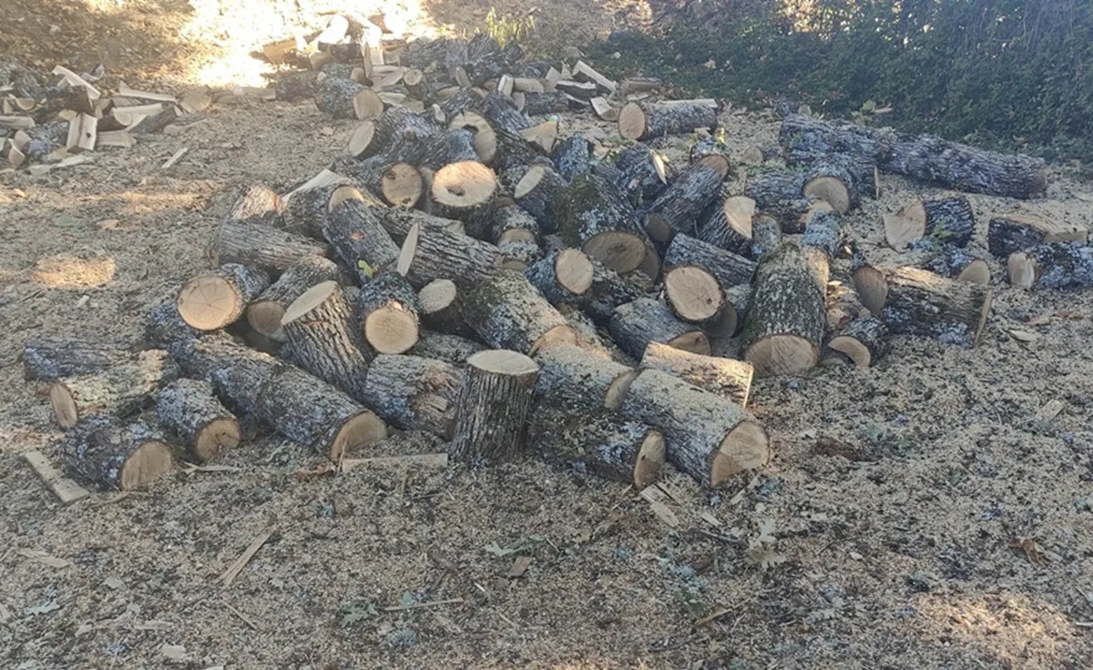 Θεσσαλονίκη: Έκοβαν παράνομα ξύλα σε δάσος στην Αρέθουσα και τα πουλούσαν – Συνελήφθη 65χρονος