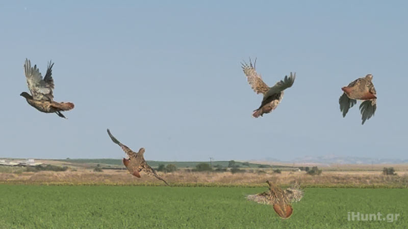 Μεγάλη απελευθέρωση πεδινών περδίκων του Κ.Σ. Πύλης Τρικάλων