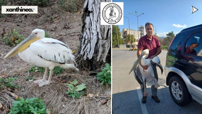 διάσωσης πελεκάνου