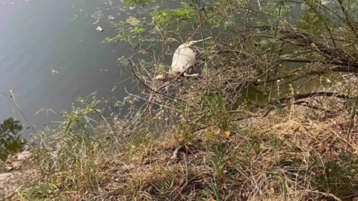 Πέταξαν πρόβατα νεκρά στον Πηνειό