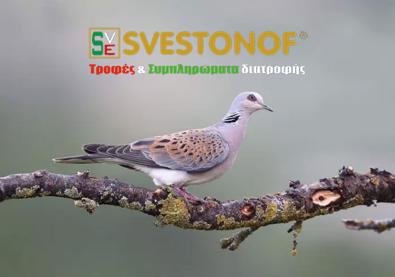 Ανταπόκριση περασμάτων : Αυξημένη κινητικότητα από τρυγόνια, προμηνύουν το καλό πέρασμα τις επόμενες ημέρες....13/9/2025