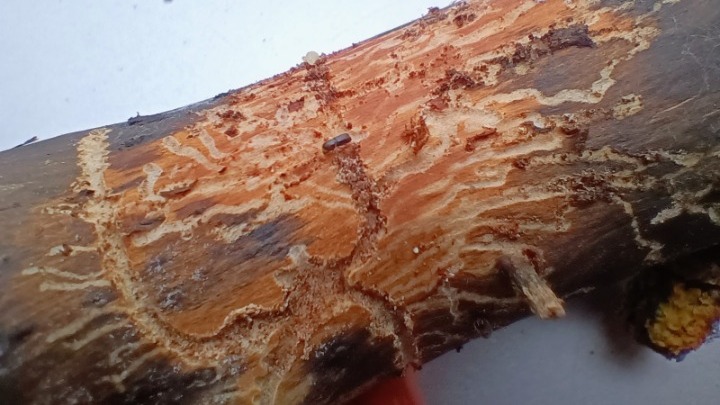 Καρχαρίες στα ελληνικά δάση: τα φλοιοφάγα έντομα σαρώνουν τα έλατα