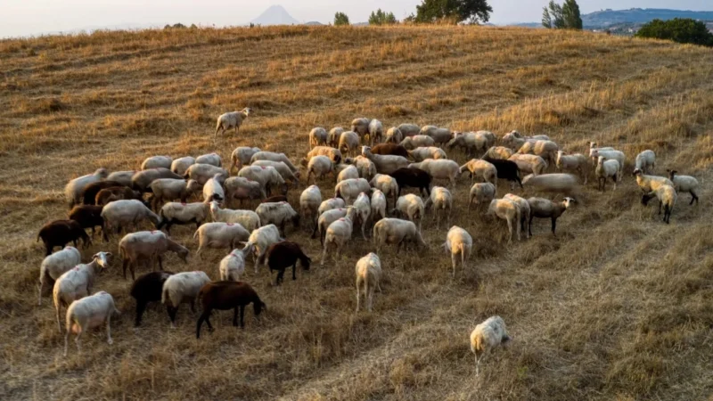 Ευλογιά αιγοπροβάτων: Ανοιχτό το σενάριο του lockdown - «Θα συζητηθεί στη σημερινή σύσκεψη»