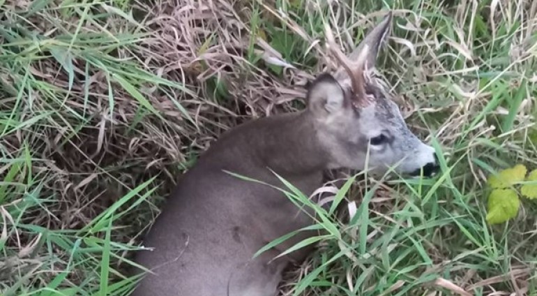 Διάσωση ζαρκαδιού από τη θηροφυλακή της ΣΤ' ΚΟΜΑΘ