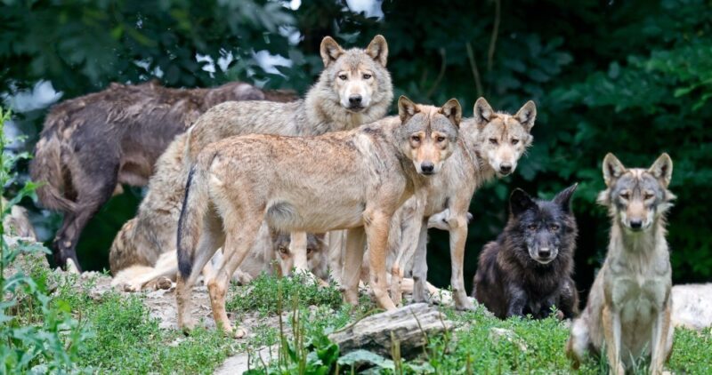 Φθιώτιδα: Σε απόγνωση κυνηγοί και κτηνοτρόφοι για επιθέσεις λύκων