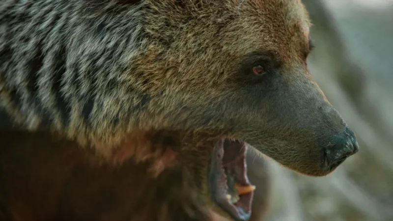 Ιαπωνία: Δρομέας δέχτηκε επίθεση από αρκούδα - «Με ένα δάγκωμα το χέρι μου είχε τελειώσει»