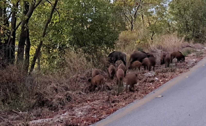 Γέμισε η Λευκάδα αγριογούρουνα!!!!!