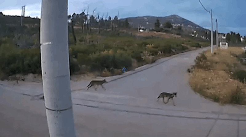 Αγέλη οχτώ λύκων στα σπίτια της Ιπποκράτειου Πολιτείας....VIDEO