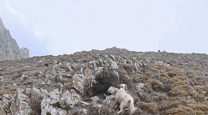 Screenshot 2025-10-31 at 19.29.58 Κυνήγι πέρδικας στην Κω...VIDEO