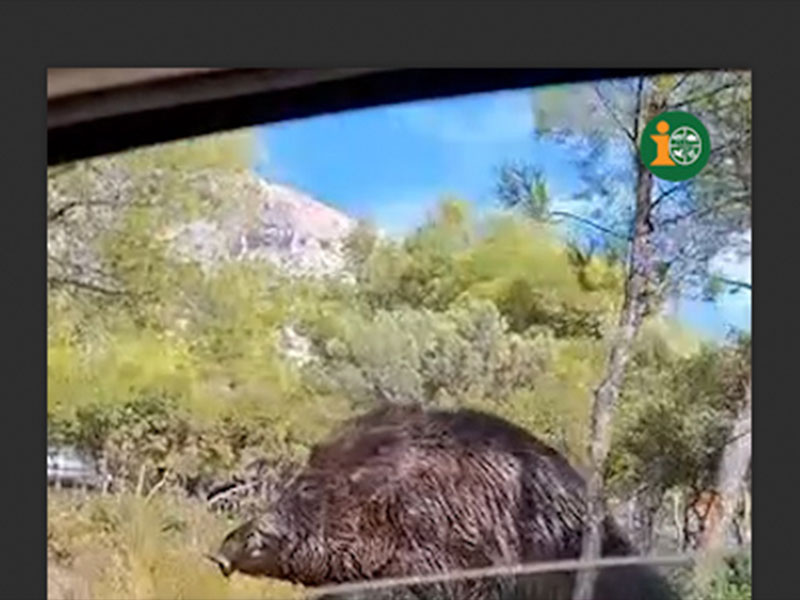 Untitled-1 Ερωτικές επαφές...αγριόχοιρων σε κοινή θέα στην Πάρνηθα...VIDEO