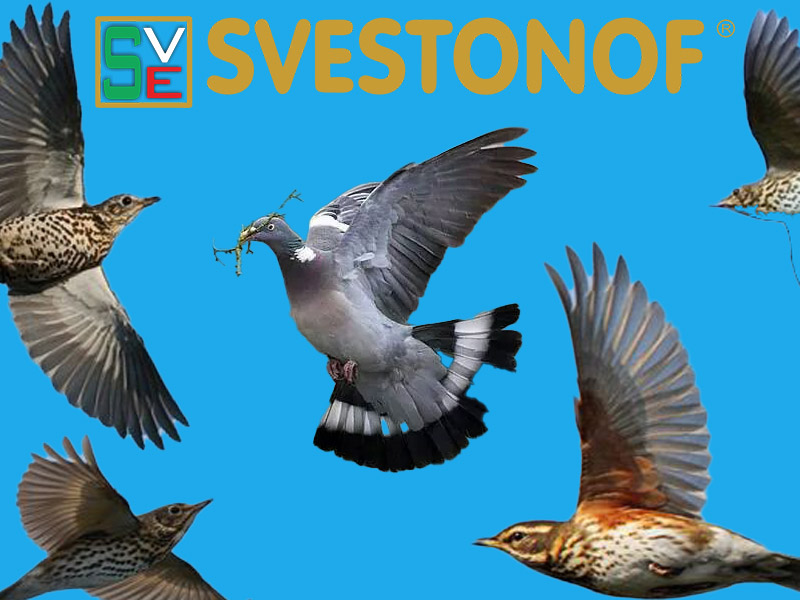 Untitled-1 Ανταπόκριση περασμάτων : Αυξημένη κινητικότητα χθες και σήμερα...31/10/2025